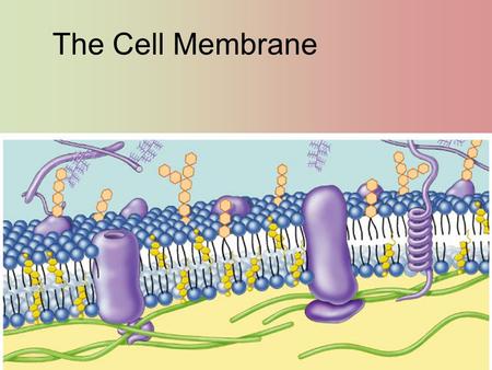 The Cell Membrane. Phospholipids Fatty acid Phosphate Phosphate head –hydrophilic Fatty acid tails –hydrophobic Arranged as a bilayer Aaaah, one of those.