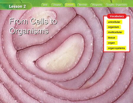 From Cells to Organisms multicellular unicellular organism From Cells to Organisms tissue organ organ systems.