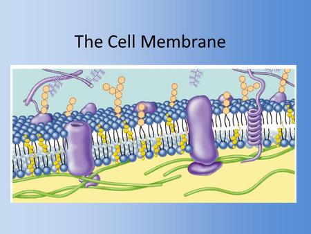 The Cell Membrane. Overview Cell membrane separates living cell from nonliving surroundings – thin barrier = 8nm thick Controls traffic in & out of the.