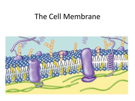 The Cell Membrane Cell Membrane Separate inside of cell from outside Selectively permeable Phospholipid Bilayer.