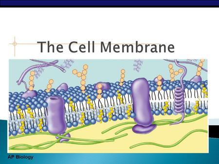 AP Biology  Cell membrane separates living cell from nonliving surroundings ◦ thin barrier = 8nm thick  Controls traffic in & out of the cell ◦ selectively.