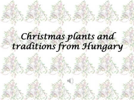 Christmas plants and traditions from Hungary. Apple Apple is the symbol of health and unity. The head of the family cuts an apple to as many parts as.