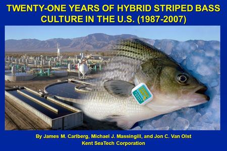 TWENTY-ONE YEARS OF HYBRID STRIPED BASS CULTURE IN THE U.S. (1987-2007) By James M. Carlberg, Michael J. Massingill, and Jon C. Van Olst Kent SeaTech Corporation.