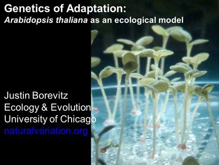 Genetics of Adaptation: Arabidopsis thaliana as an ecological model Justin Borevitz Ecology & Evolution University of Chicago naturalvariation.org.