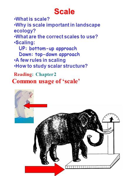 Scale What is scale? Why is scale important in landscape ecology? What are the correct scales to use? Scaling:  UP: bottom-up approach  Down: top-down.