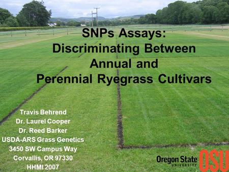 SNPs Assays: Discriminating Between Annual and Perennial Ryegrass Cultivars Travis Behrend Dr. Laurel Cooper Dr. Reed Barker USDA-ARS Grass Genetics 3450.