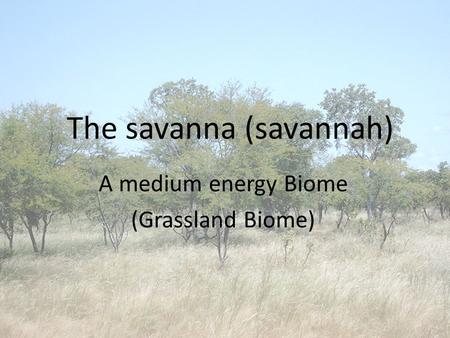 The savanna (savannah) A medium energy Biome (Grassland Biome)