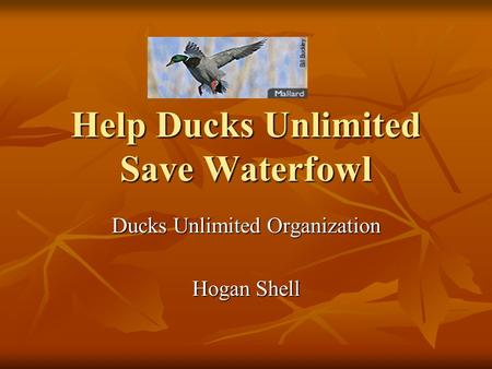 Help Ducks Unlimited Save Waterfowl Ducks Unlimited Organization Hogan Shell.