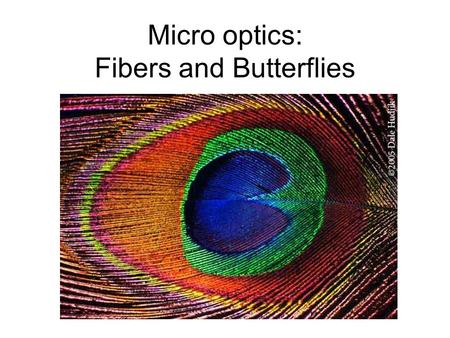 Micro optics: Fibers and Butterflies. Total internal reflection.