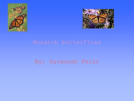 Monarch butterflies By: Savannah Feist.