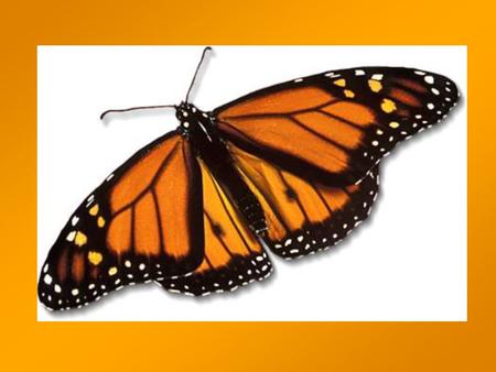 Monarch Jeopardy. Monarch body parts Hungry Caterpillar Monarch Potpourri Migration Metamorpho sis 100 400 100 200 500 400 300 200 300 500 300 400 200.