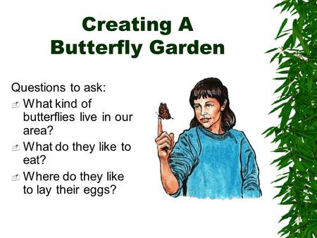 Creating A Butterfly Garden Questions to ask:  What kind of butterflies live in our area?  What do they like to eat?  Where do they like to lay their.