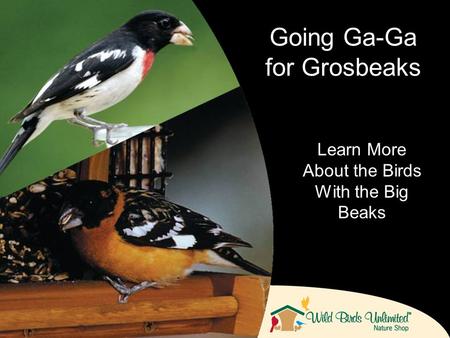 Learn More About the Birds With the Big Beaks Going Ga-Ga for Grosbeaks.