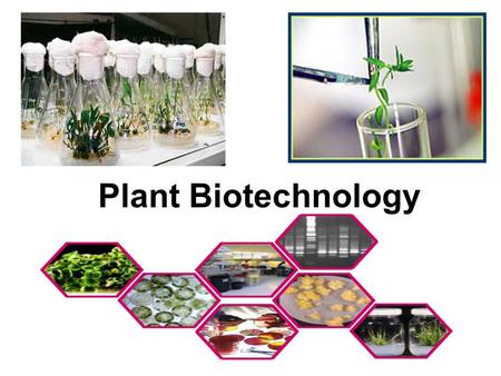 Plant Biotechnology Humans have been improving crop plants through selective breeding for a long time Plant biotechnology allows scientists to transfer.