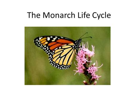The Monarch Life Cycle. The monarch butterfly is seen in our area from May until October. Its life cycle is about 4 – 6 weeks. Female monarchs each lay.