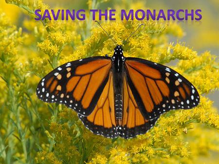 How To Help 1.Create a Monarch Waystation (http://monarchwatch.org/waystations/seed_kit.html)http://monarchwatch.org/waystations/seed_kit.html.