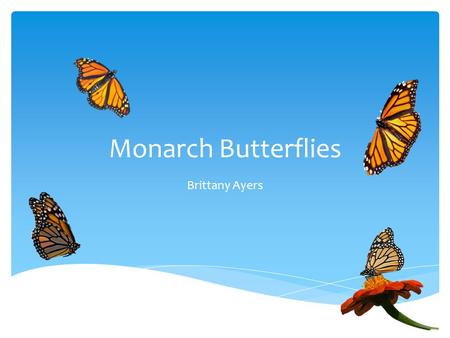 Monarch Butterflies Brittany Ayers. What do They Eat?  Milkweed  Nectar  Water.