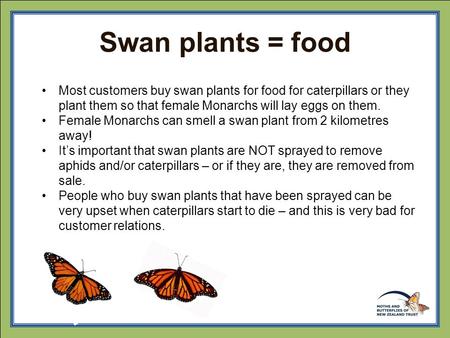 Swan plants = food Most customers buy swan plants for food for caterpillars or they plant them so that female Monarchs will lay eggs on them. Female Monarchs.