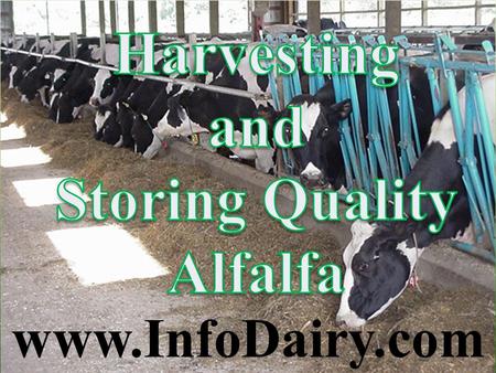 Www.InfoDairy.com. Harvesting and Storing Quality Alfalfa www.infodairy.com.
