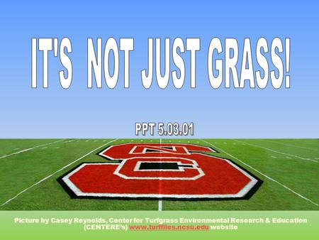 Picture by Casey Reynolds, Center for Turfgrass Environmental Research & Education (CENTERE’s) www.turffiles.ncsu.edu websitewww.turffiles.ncsu.edu.