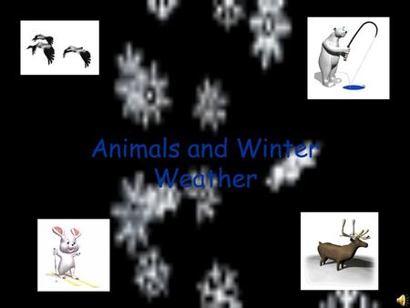 Animals and Winter Weather How do animals stay warm when winter weather comes? One way is to hibernate.