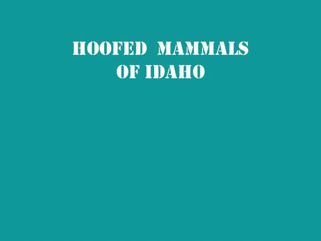 Hoofed Mammals of Idaho. Hoofed Mammals  Have hooves made of tough horn-like material  Another name for a mammal with hooves – ungulate  All hoofed.