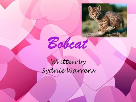 Bobcat Written by Sydnie Warrens Written by Sydnie Warrens.