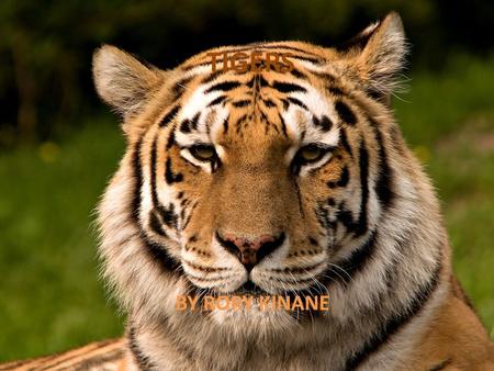 TIGERS BY RORY KINANE WHAT YOU WILL LEARN TYPES HOW MUCH THEY WEIGH HOW LONG THEY LIVE FOR WHAT LENGTH ARE THEY WHERE THEY LIVE WHAT THEY EAT PICTURES.