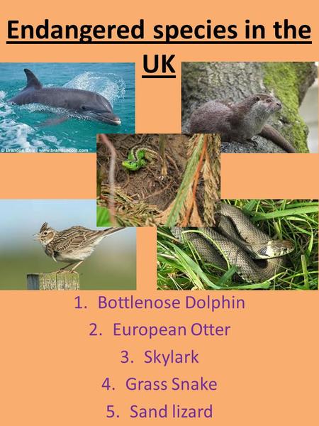Endangered species in the UK 1.Bottlenose Dolphin 2.European Otter 3.Skylark 4.Grass Snake 5.Sand lizard.