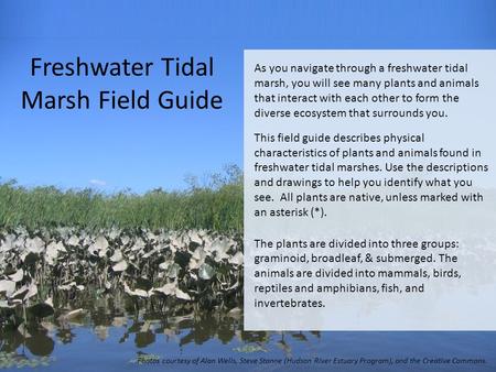 Freshwater Tidal Marsh Field Guide As you navigate through a freshwater tidal marsh, you will see many plants and animals that interact with each other.