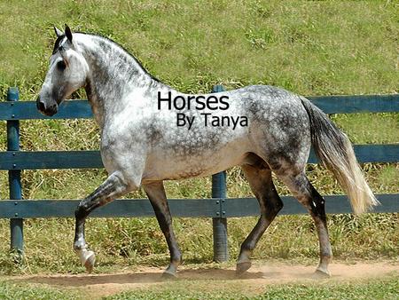 5/14/20151 Horses By Tanya. 5/14/20152 Introduction  There are lots of different horses in the world like: Arabians Quarter Horses Thoroughbreds Palominos.