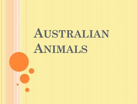 A USTRALIAN A NIMALS. T HIS ANIMALS LIVE IN A USTRALIA : Red kangaroo Koala Emu Platypus Australian Pelican Great White Shark Snake Nacked Turtle Dingo.