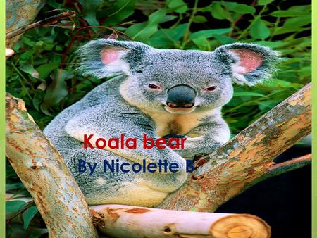 Koala bear By Nicolette B Physical Characteristics  Gray/brown fur, white chin, and chest  They grow about two feet tall and can weigh up to 30 pounds.