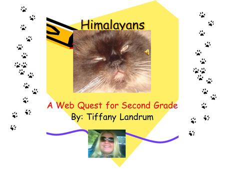 Himalayans A Web Quest for Second Grade By: Tiffany Landrum.