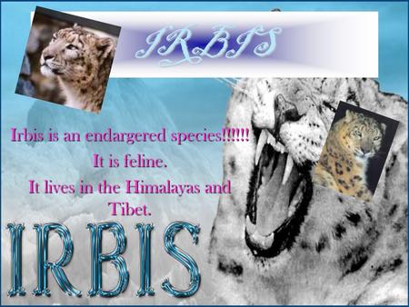 IRBIS Irbis is an endargered species!!!!!! It is feline. It lives in the Himalayas and Tibet.