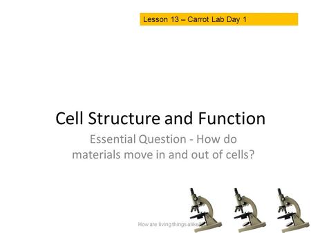 Cell Structure and Function Essential Question - How do materials move in and out of cells? How are living things alike? Lesson 13 – Carrot Lab Day 1.