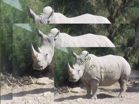 Rhino Facts By: Gurpreet. The name Rhinoceros means nose horn and is often shortened to rhino.