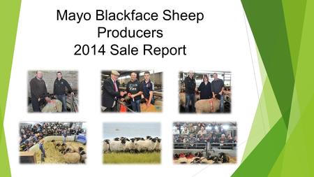 Mayo Blackface Sheep Producers 2014 Sale Report. 2014 Sale No EnteredNo SoldMinMaxAverage 17271575 Hoggets479378€85.00€170.00€123.10 Aged ewes548527€60.00€130.00€88.33.