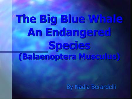 The Big Blue Whale An Endangered Species (Balaenoptera Musculus) By Nadia Berardelli.