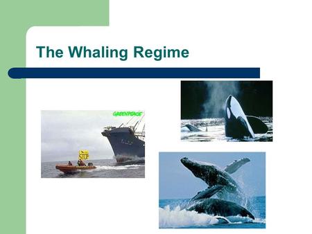 The Whaling Regime.