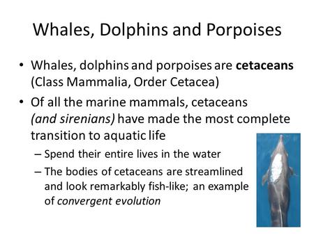 Whales, Dolphins and Porpoises Whales, dolphins and porpoises are cetaceans (Class Mammalia, Order Cetacea) Of all the marine mammals, cetaceans (and sirenians)