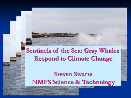 Sentinels of the Sea: Gray Whales Respond to Climate Change