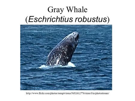 Gray Whale ( Eschrichtius robustus )
