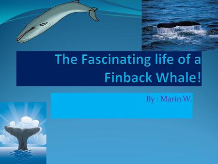 By : Marin W.. Table of Contents What is a Finback Whale? Page 1 What do Finback Whales eat? Page 2 Who eats Finback Whales? Page 3 What is a Finback.