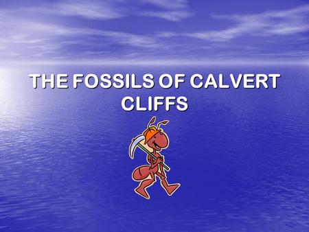 THE FOSSILS OF CALVERT CLIFFS Where is Calvert Cliffs? Calvert Cliffs is located on the Eastern Shore of Maryland in Calvert County.