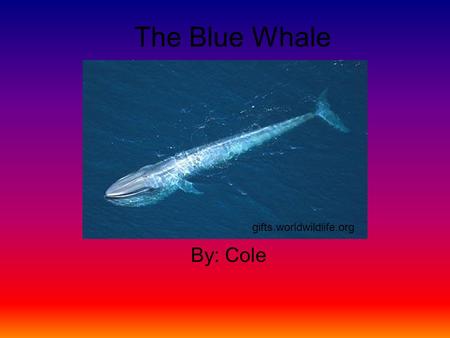 The Blue Whale By: Cole gifts.worldwildlife.org. Habitat Whales are in the ocean and in the entire globe except N. pole. ocean-institute.org.