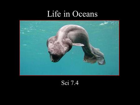Life in Oceans Sci 7.4 Plankton: drift with current includes smallest organisms many are single celled.