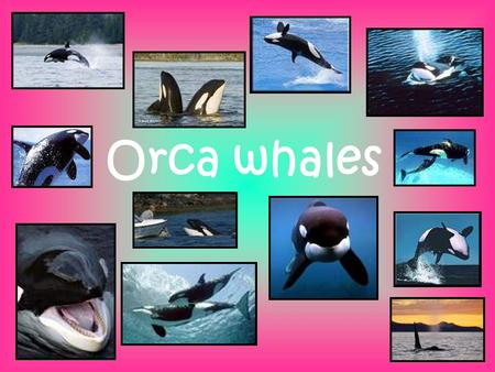 Orca whales. DESCRIPTION The orca whale, also known as the killer whale is a toothed whale that is a very focused predator, even attacking enormous young.