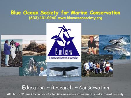 Blue Ocean Society for Marine Conservation (603) 431-0260 www.blueoceansociety.org Education ~ Research ~ Conservation All photos © Blue Ocean Society.