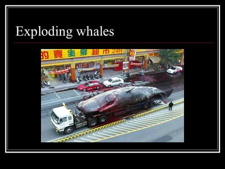Exploding whales. Residents of Tainan learned a lesson in whale biology after the decomposing remains of a 60- ton sperm whale exploded on a busy street,